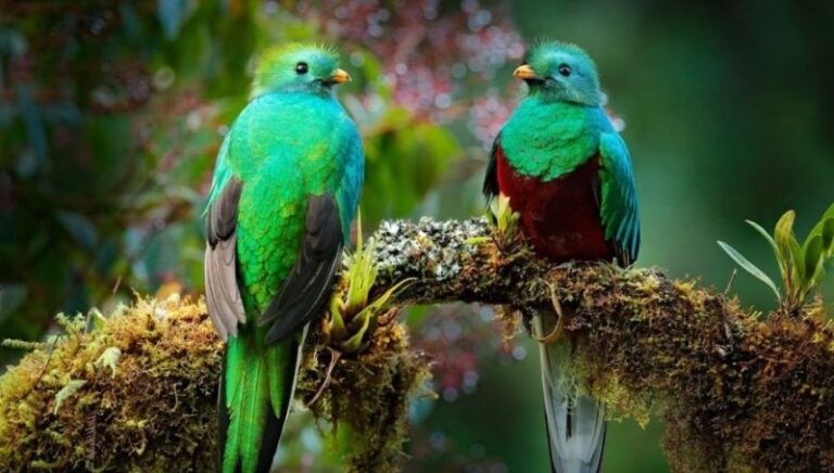 cuantos-quetzales-hay-en-guatemala