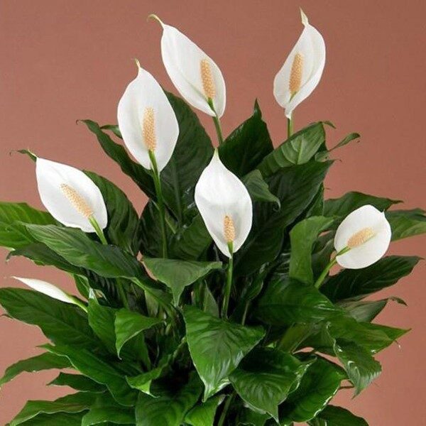 cuna-de-moises-planta