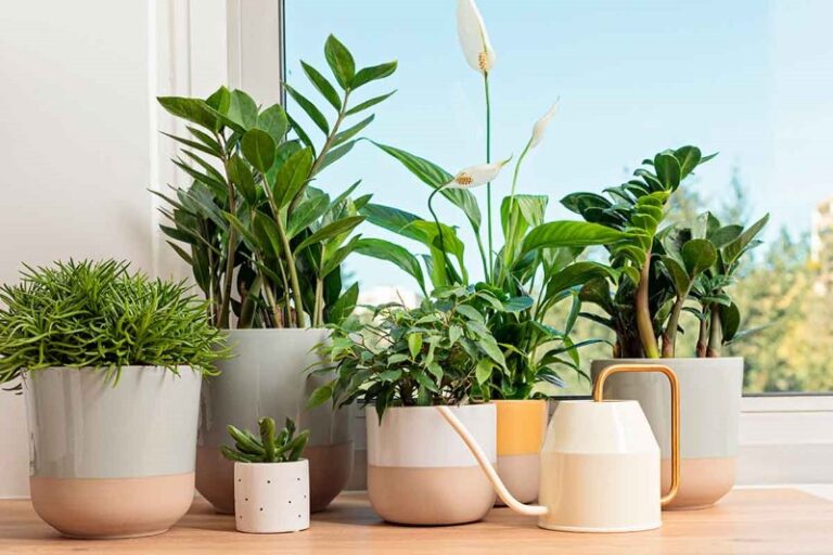 decoracion-con-plantas