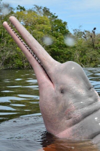 El Delfín Rosado del Amazonas: Un Gigante Amenazado en las Aguas Dulces ...