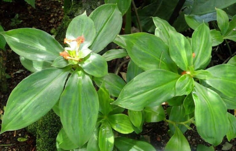 diabetes-planta-de-insulina