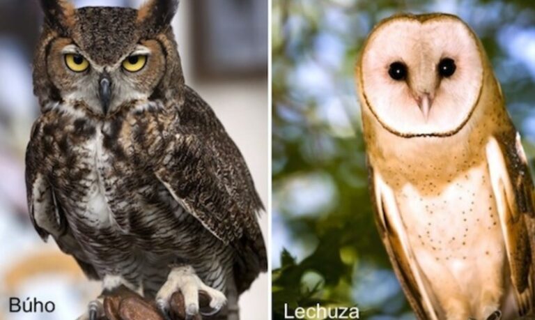 diferencia-entre-buho-y-lechuza