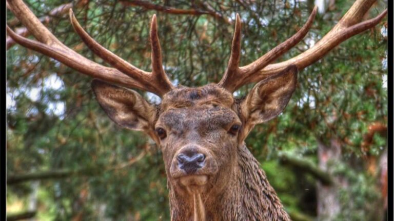 diferencia-entre-ciervo-y-venado