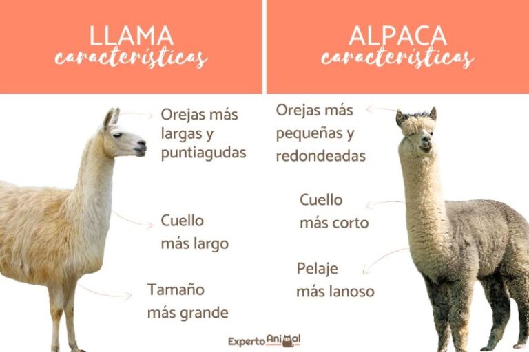 diferencia-entre-llama-y-alpaca