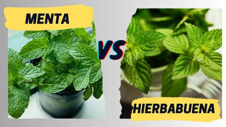 diferencia-entre-menta-y-hierbabuena