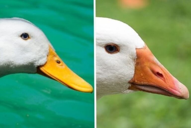 diferencia-entre-pato-y-ganso