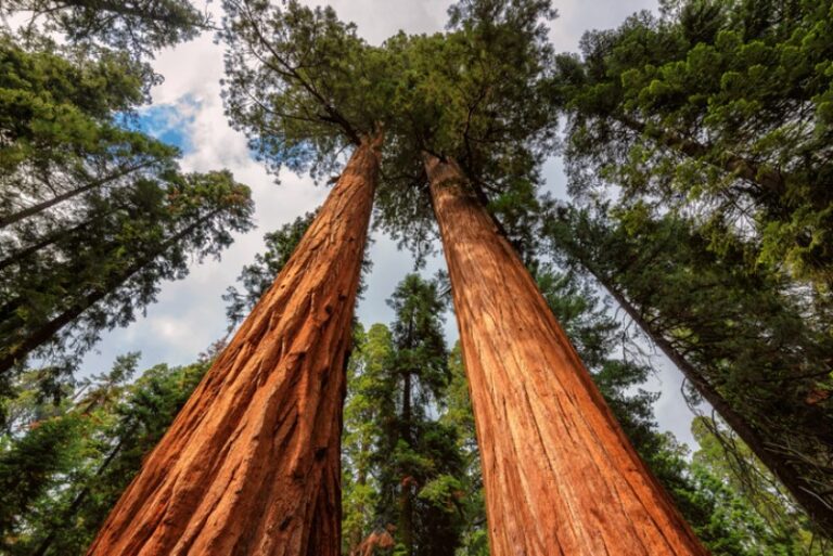 donde-estan-los-arboles-mas-grandes-del-mundo
