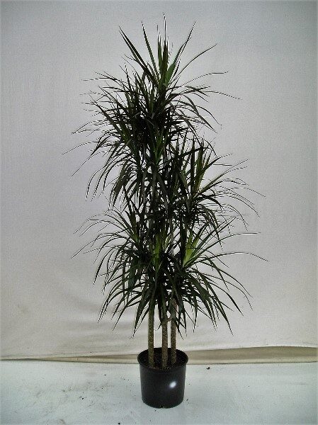 dracaena-marginata