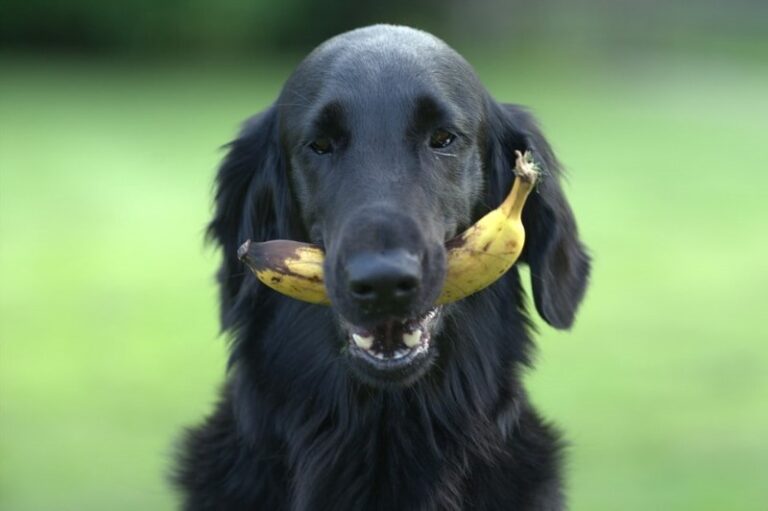 el-ajo-es-malo-para-los-perros