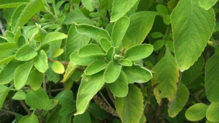 el-boldo-sube-la-presion