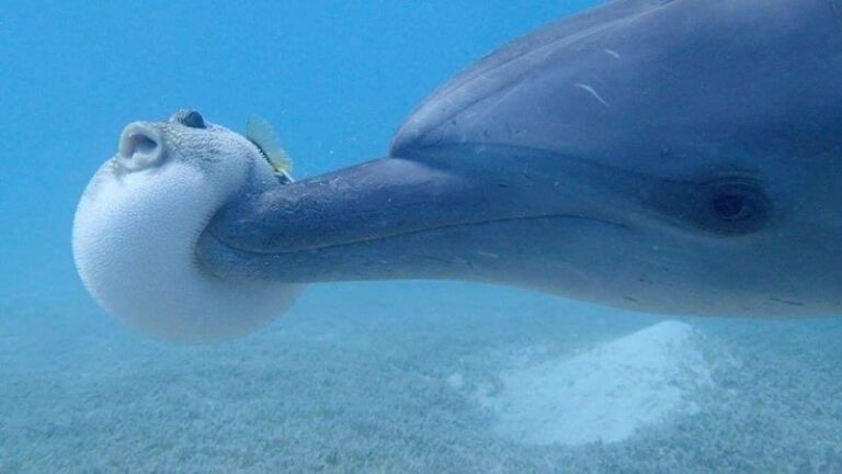 el-pez-globo-y-los-delfines