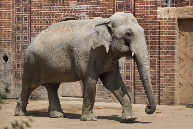 elefante-asiatico