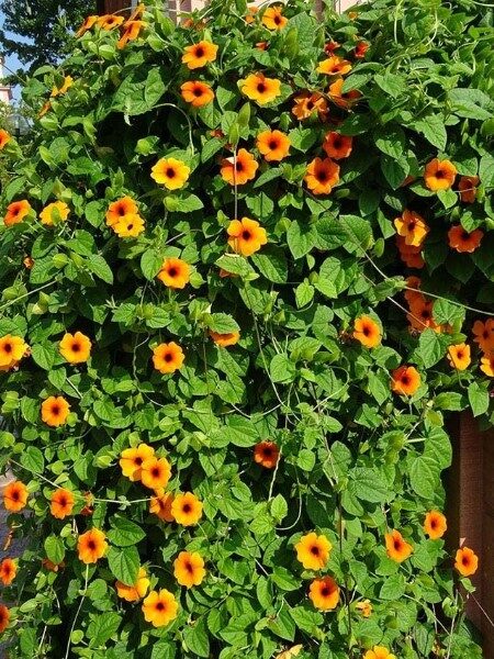 enredaderas-plantas-trepadoras