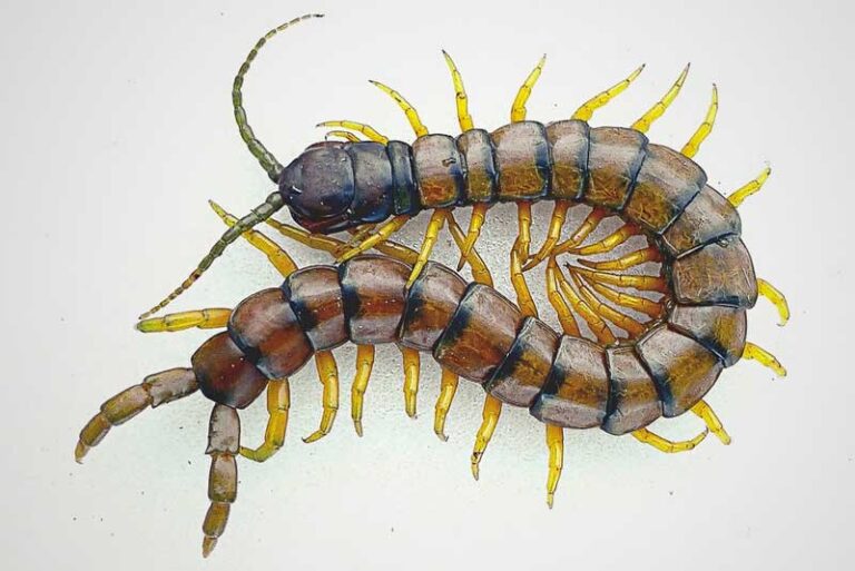 escolopendra
