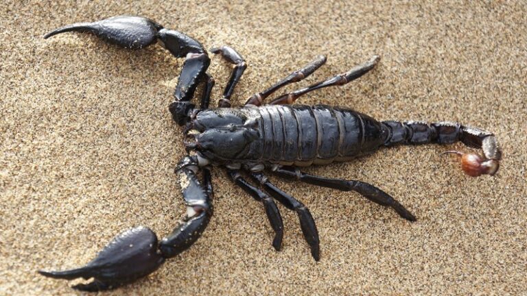 escorpion
