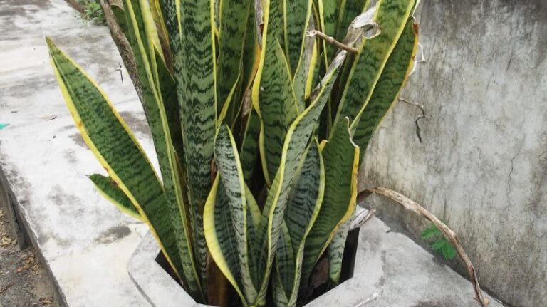 espadas-de-san-jorge-planta