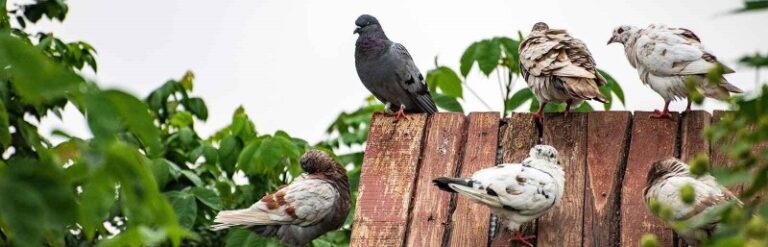 espantar-pajaros