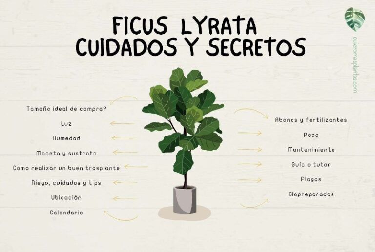 ficus-lyrata-cuidados