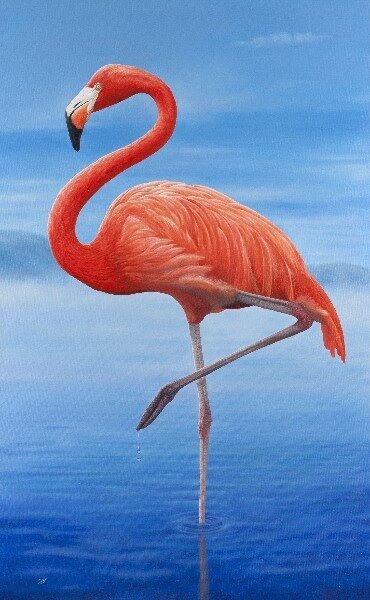 flamingo-o-flamenco