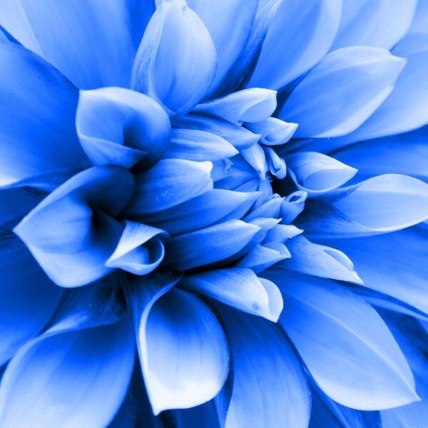 flor-azul-significado