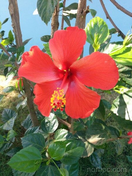 flor-de-mar-pacifico