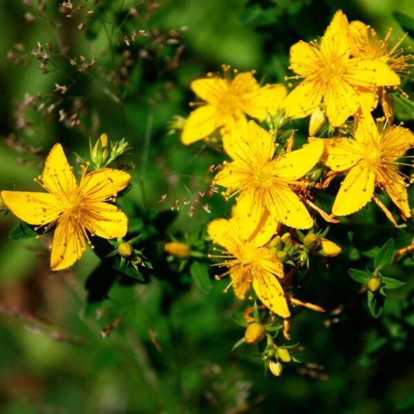 flor-de-san-juan