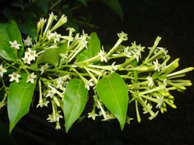 flor-huele-de-noche