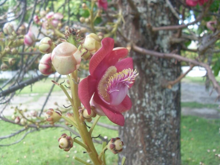 flor-o-fruta-con-e