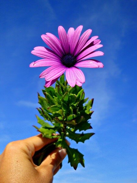 flor-pequena