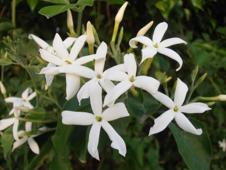 floracion-jazmin
