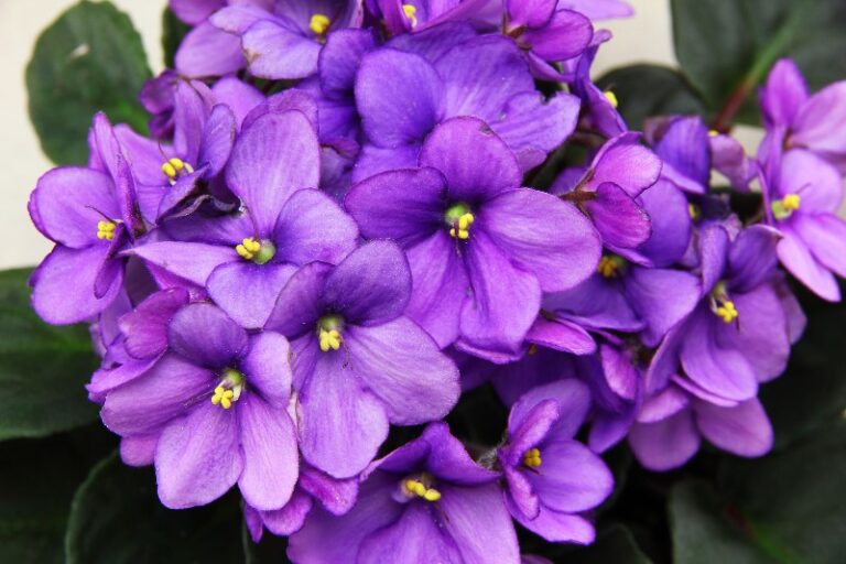 flore-violetas