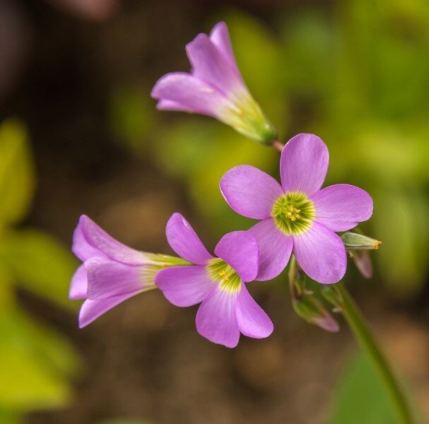 florecita-flores