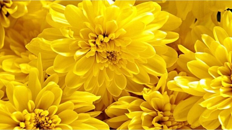 flores-amarillas-significado-en-el-amor