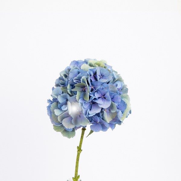 flores-en-azul