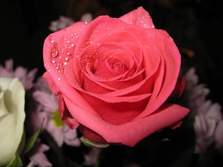 flores-hermosas-de-amor