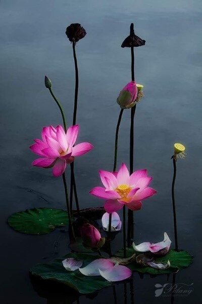 flores-para-tu-alma.com