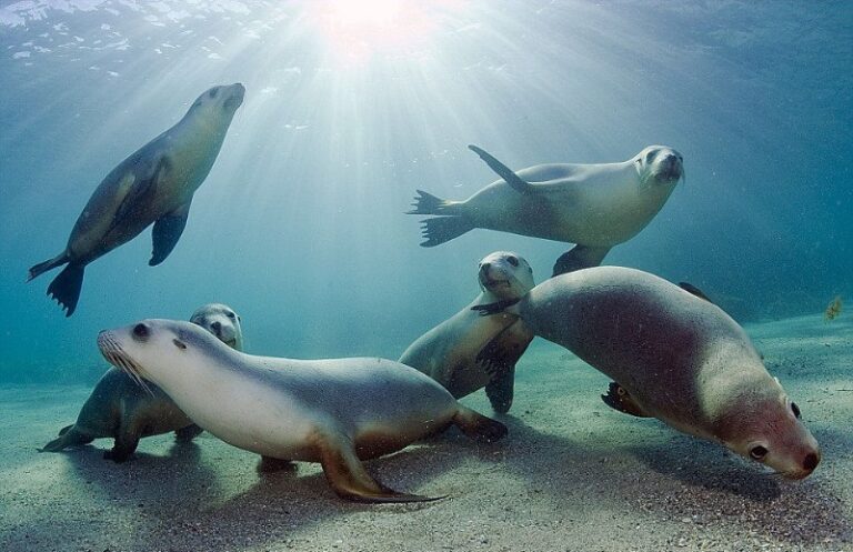 focas-marinas