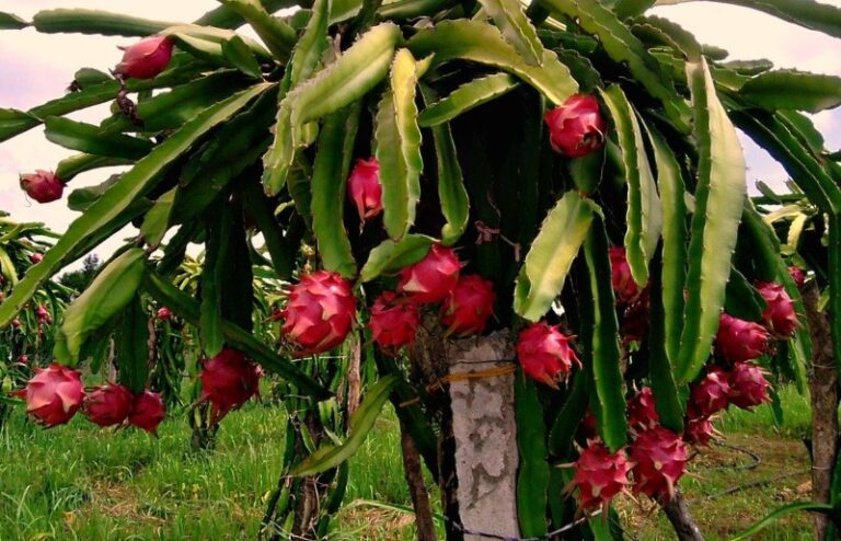 fruta-del-dragon-planta