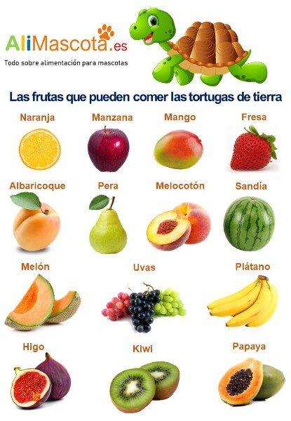 frutas-que-comen-las-tortugas