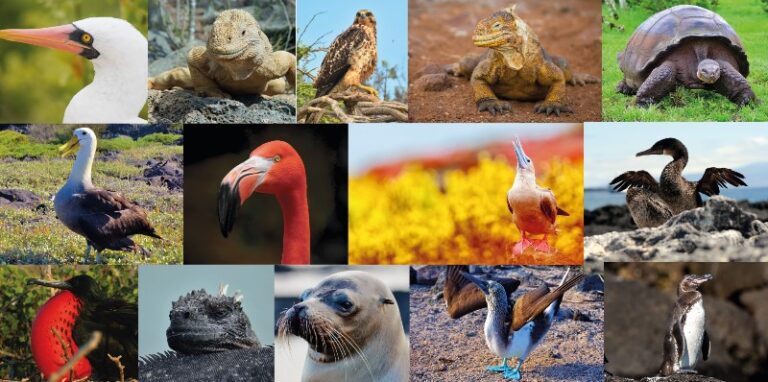 galapagos-animales