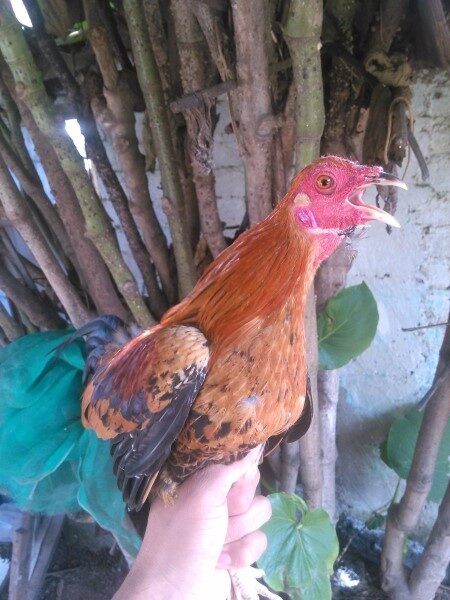 gallinas-kikiriki
