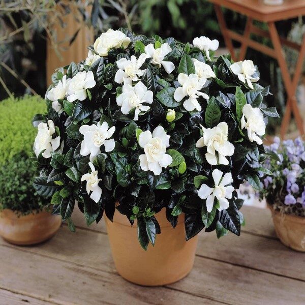 gardenia-cuidados