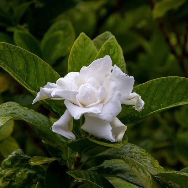 gardenias-floracion