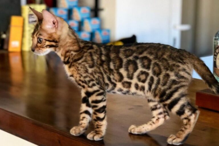 gatitos-que-parecen-tigres