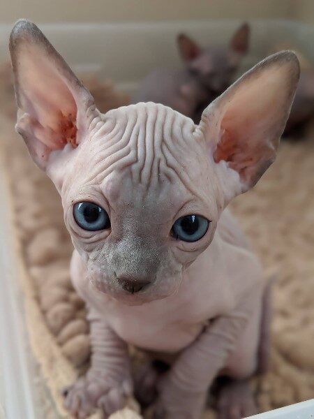 gatos-pelones