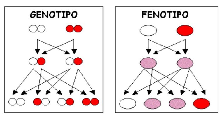 genotipo-y-fenotipo