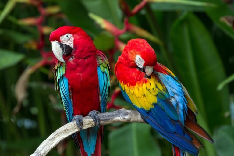 guacamaya-roja