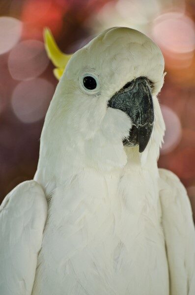 guacamayo-blanco