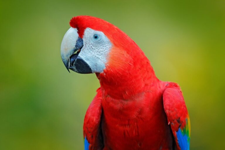 guacamayo-rojo