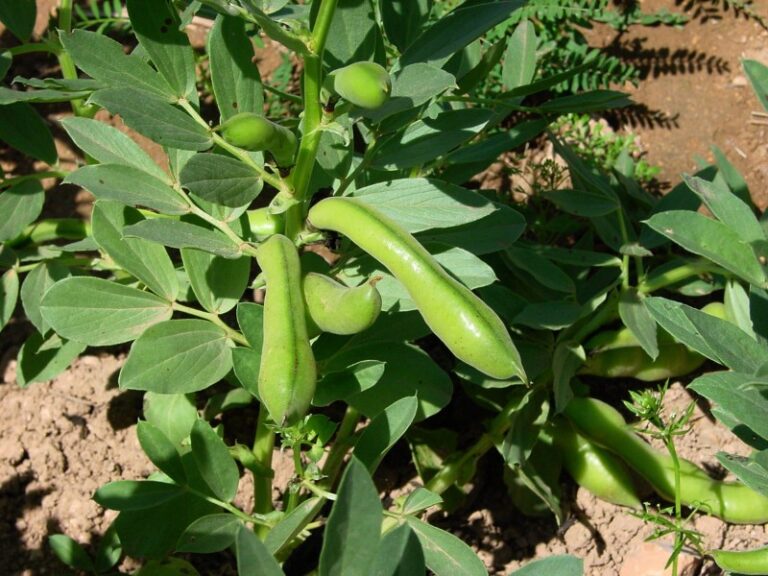 habas-planta
